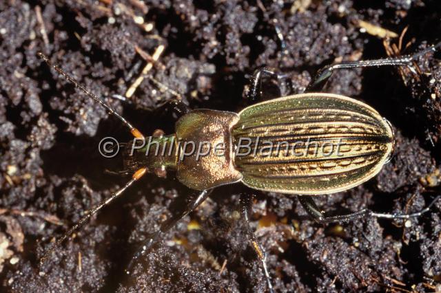 carabus pyrenaeus.JPG - Carabus pyrenaeusCarabe des PyrénéesGround beetleColeoptera, CarabidaeFrance